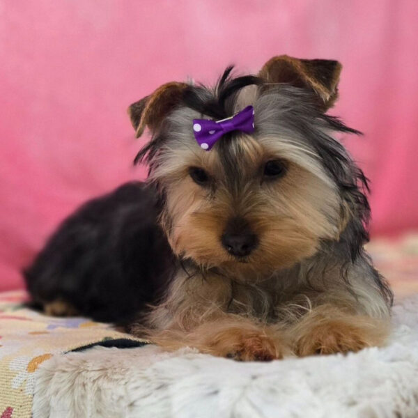 Bitsy