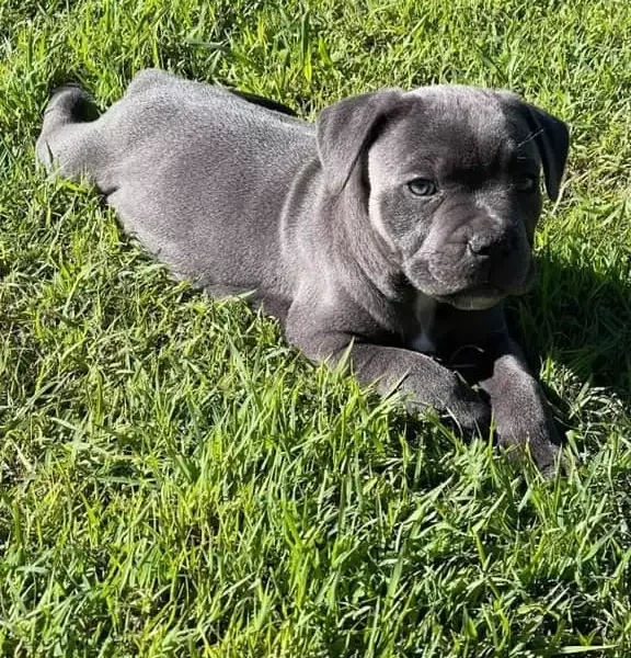 BLU