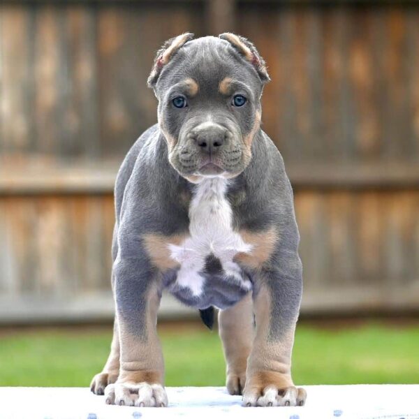 CHASE (MALE)