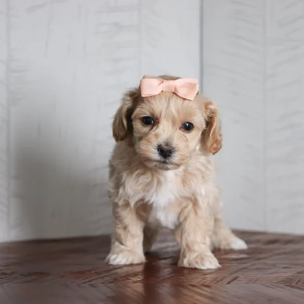 Annie