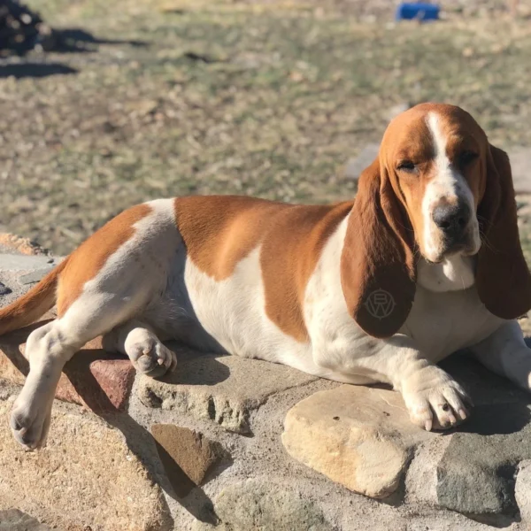 Out West Belle Of The Ball