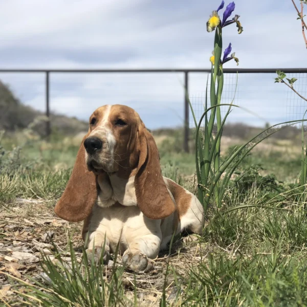 Sandyhill Davis Cora Belle