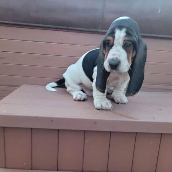 Charlie