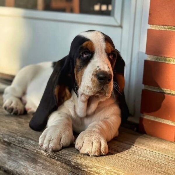 Bruno